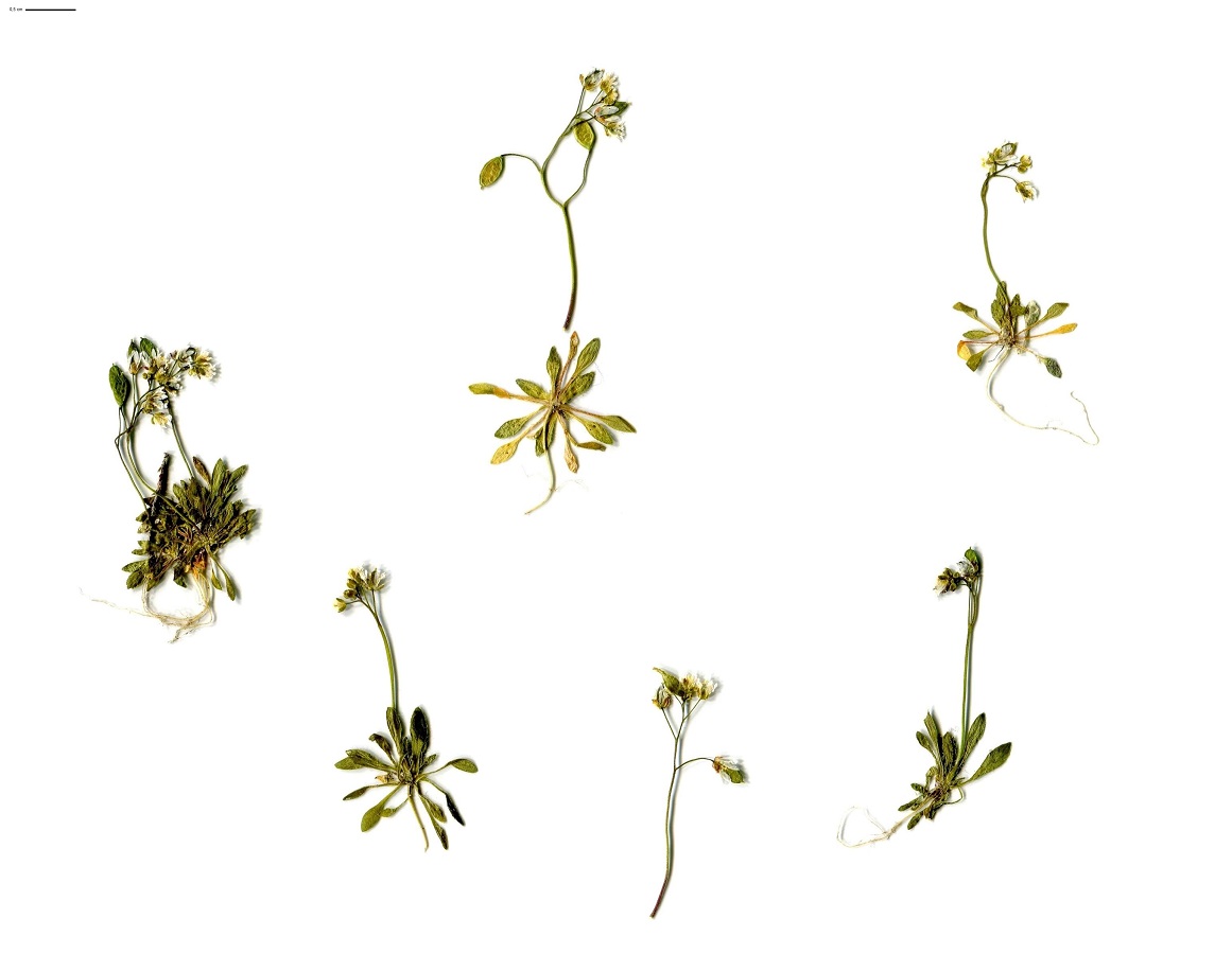 Draba praecox (Brassicaceae)